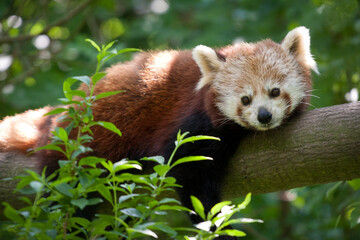 Photography of fierce wild animals in the forest