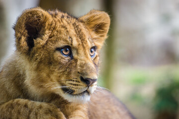 Photography of fierce wild animals in the forest
