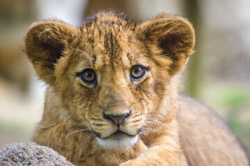 Photography of fierce wild animals in the forest