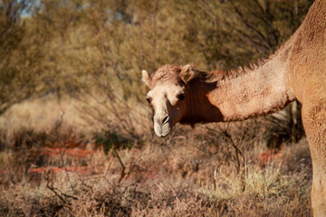 Obraz premium Camel, Wanarn, Western Australia, Australia 