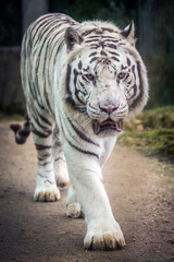 Photography of fierce wild animals in the forest