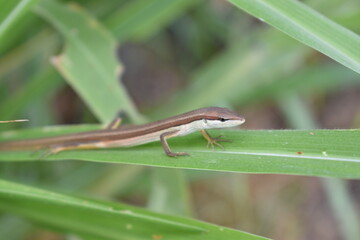 A lizard resting on tall grass blades, blending naturally with its surroundings. The reptile enjoys the warm sunlight while staying alert in its grassy habitat.