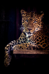 Photography of fierce wild animals in the forest