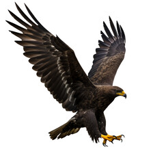 Fototapeta premium An eagle on transparent background