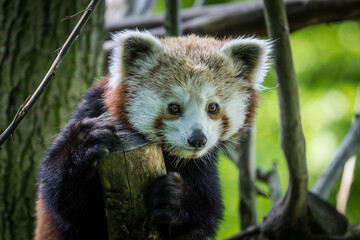 Photography of fierce wild animals in the forest