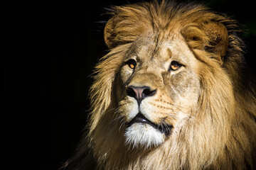 Photography of fierce wild animals in the forest