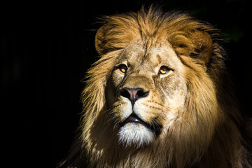 Photography of fierce wild animals in the forest