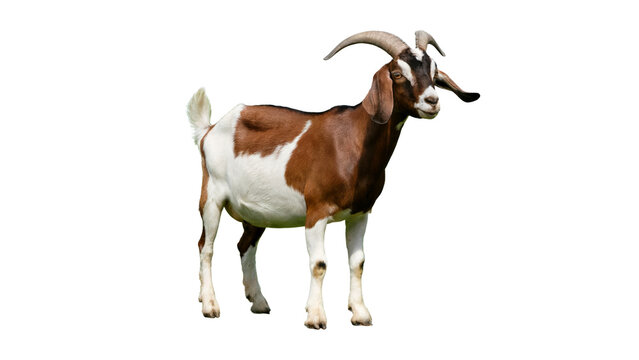goat on a white background