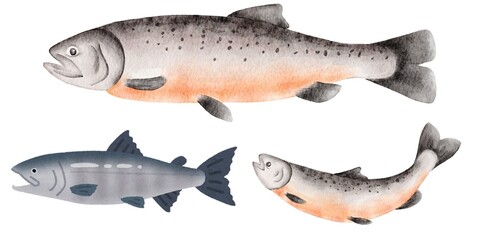 Salmon fish isolated on white background | Whole salmon | Atlantic salmon