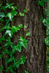 Tree trunk with green ivy, forest texture with climbing vines
