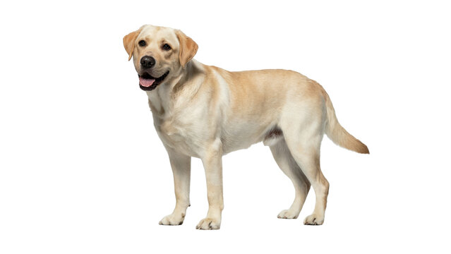 golden retriever isolated on white