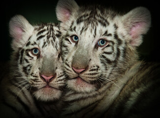 Photography of fierce wild animals in the forest