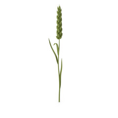 Green wheat ear plant isolated on transparent background