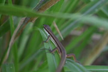 A lizard resting on tall grass blades, blending naturally with its surroundings. The reptile enjoys the warm sunlight while staying alert in its grassy habitat.