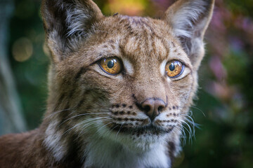 Photography of fierce wild animals in the forest