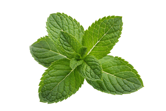 Fresh mint leaves close up for culinary herb and aromatic plant use in cooking and tea ingredient