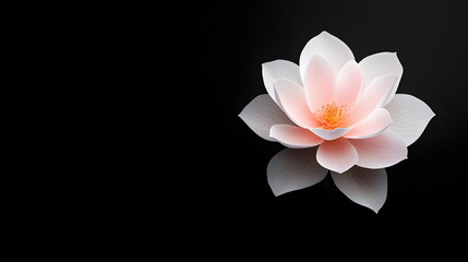 pink flower on black