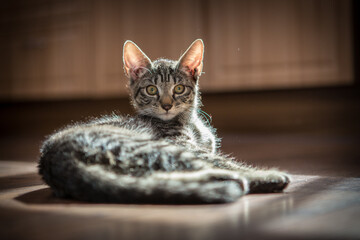 Photography of fierce wild animals in the forest