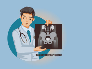 Doctor holding an X-ray of Anatomy of Urinary System