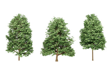 Three green evergreen trees.