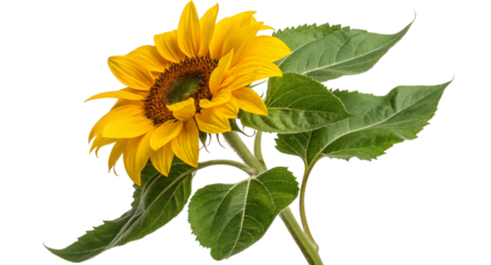 Bright yellow sunflower flower photo with green leaves close up nature photography stock image for backgrounds