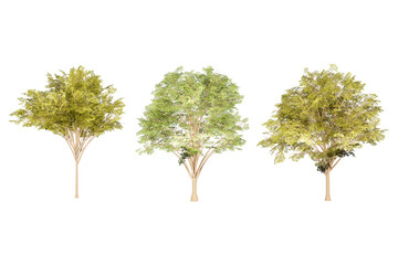 Three green evergreen trees.