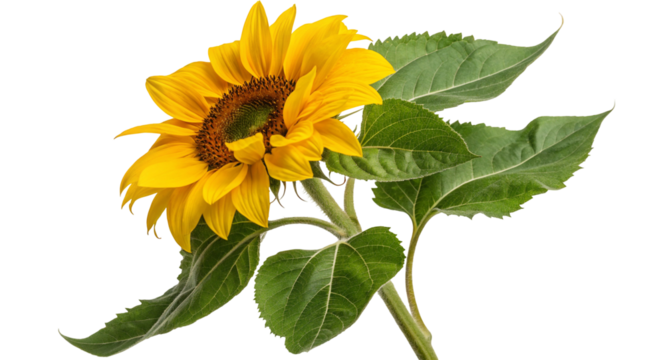 Bright yellow sunflower flower photo with green leaves close up nature photography stock image for backgrounds