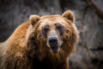 Photography of fierce wild animals in the forest