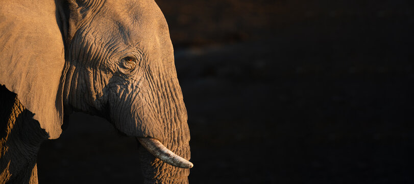 A close up of a desert adapted elephants face in Koakoland, Namibia.