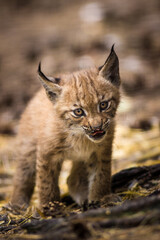 Photography of fierce wild animals in the forest