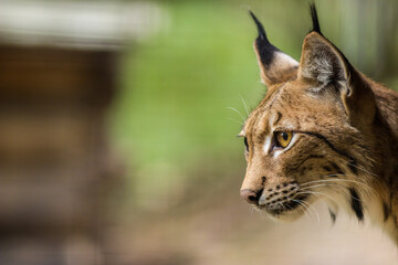 Photography of fierce wild animals in the forest