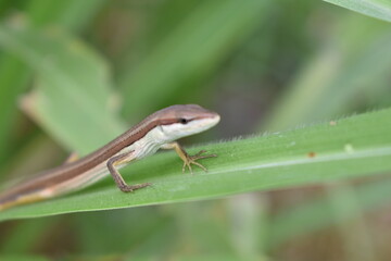 A lizard resting on tall grass blades, blending naturally with its surroundings. The reptile enjoys the warm sunlight while staying alert in its grassy habitat.