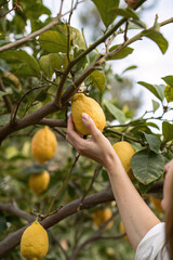 Anonymous hand of a woman picking a lemon