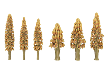 Six yellow and brown flower stems.