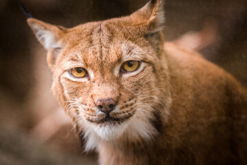 Photography of fierce wild animals in the forest