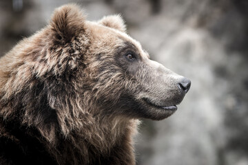 Photography of fierce wild animals in the forest