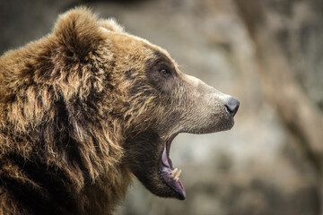 Photography of fierce wild animals in the forest