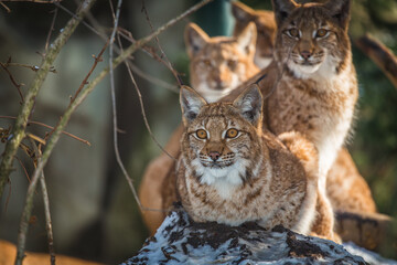 Photography of fierce wild animals in the forest