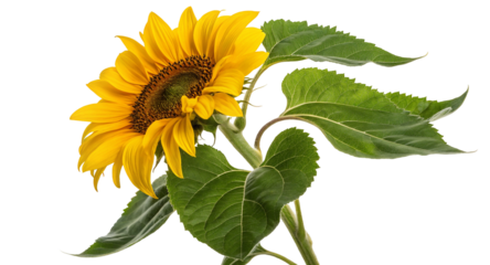 Beautiful sunflower stock photo download for free yellow sunflower flower photography and images hd wallpaper