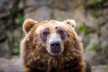 Fototapeta premium Photography of fierce wild animals in the forest