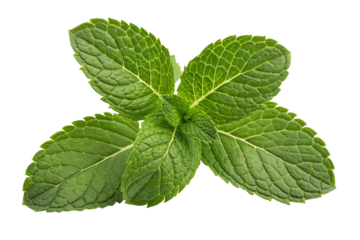Fresh mint leaves close up macro shot for culinary herb and aromatic plant uses in cooking and tea making
