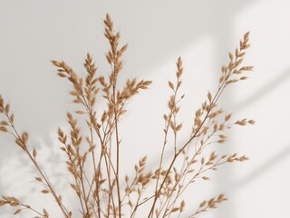 Minimalist Autumnal Still Life. Dried Grass Against a Soft White Backdrop, Shadow Play