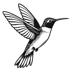 Detailed black and white hummingbird hovers in the air, wings outstretched and ready