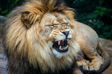 Photography of fierce wild animals in the forest