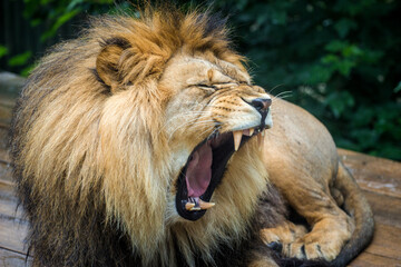 Photography of fierce wild animals in the forest