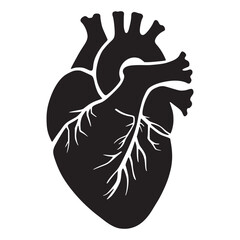 Human Heart Anatomy Vector – Detailed Cardiovascular Silhouette & Medical Illustration