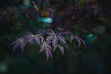 purple and green leaves