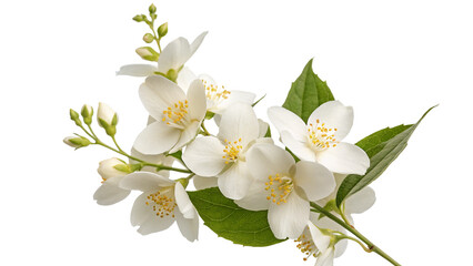 Obraz premium Beautiful jasmine flowers floral arrangement white petals green leaves spring summer botanical nature garden 100