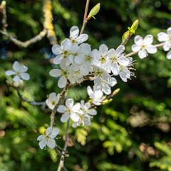 Close up of spring blossom