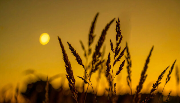 Golden sunset over a field of grain. Silhouetted grass evokes a sense of calm, nature, and the beauty of twilight. Perfect for conveying peace, reflection, and the changing seasons.